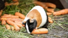 Kot krmo morski prašič